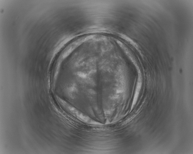 X0000068841415200605261629