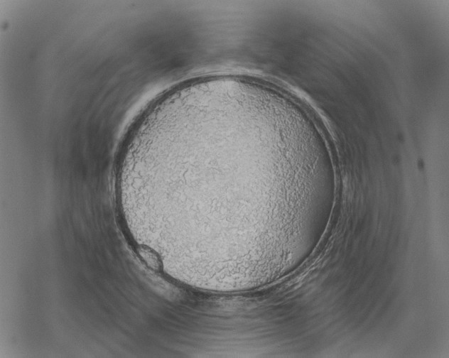 X0000068841416200605261629