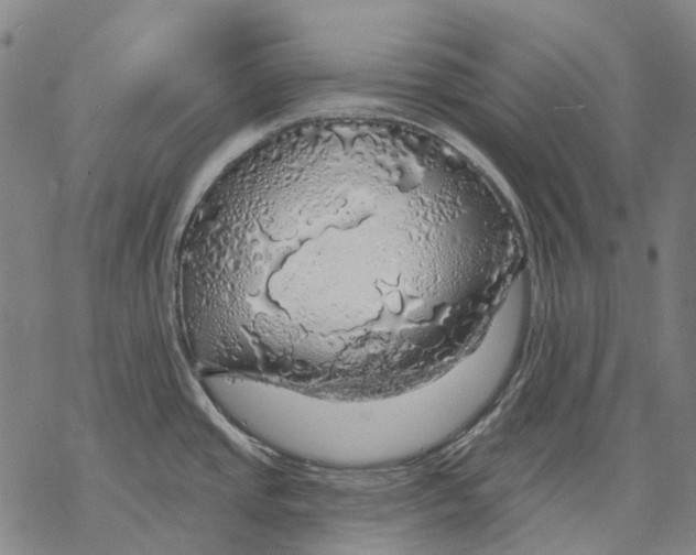 X0000068841437200605261629