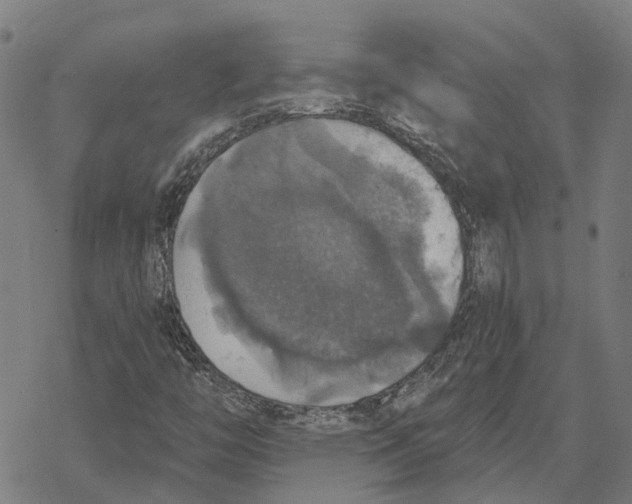 X0000068841446200605261629