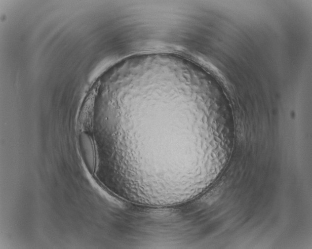 X0000068841479200605261628