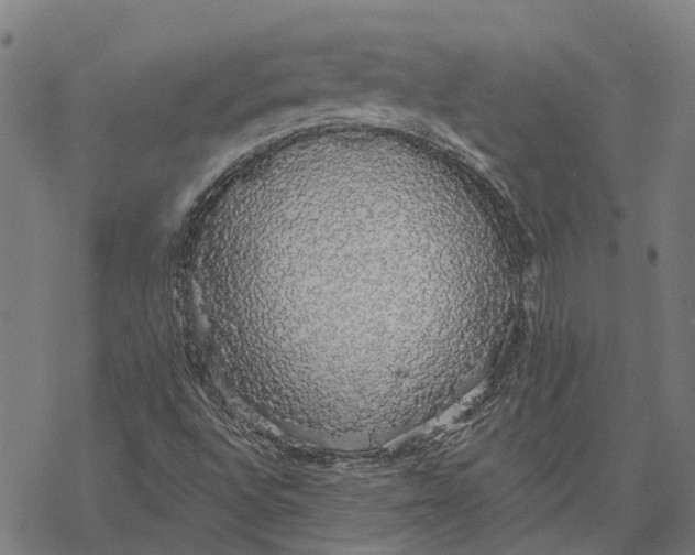 X0000068841496200605261627