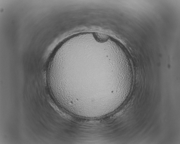 X0000068841503200605261627