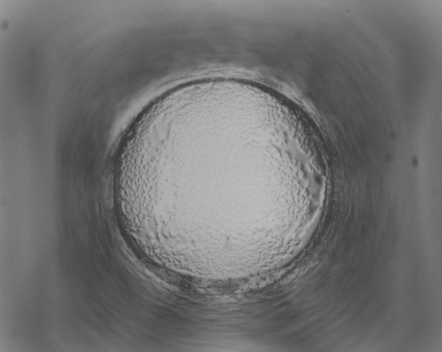 X0000068841504200605261627