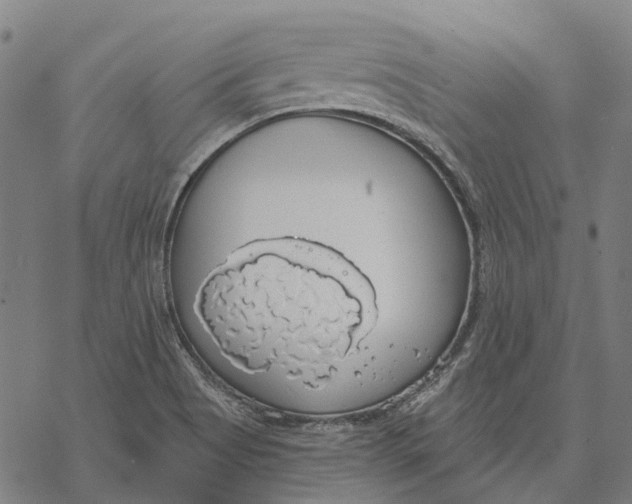 X0000068841513200605261627