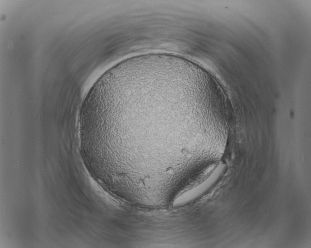 X0000068841524200605261628