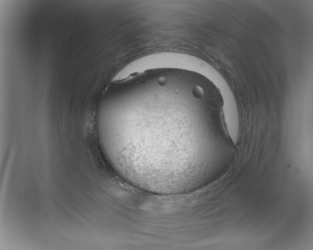 X0000068840033200606021720