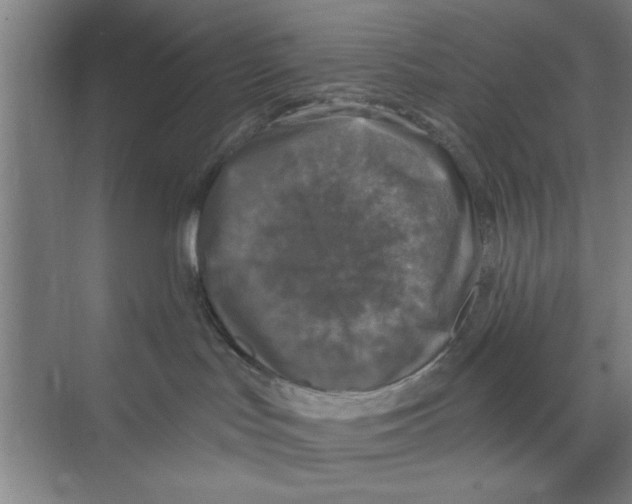 X0000068840047200606021720