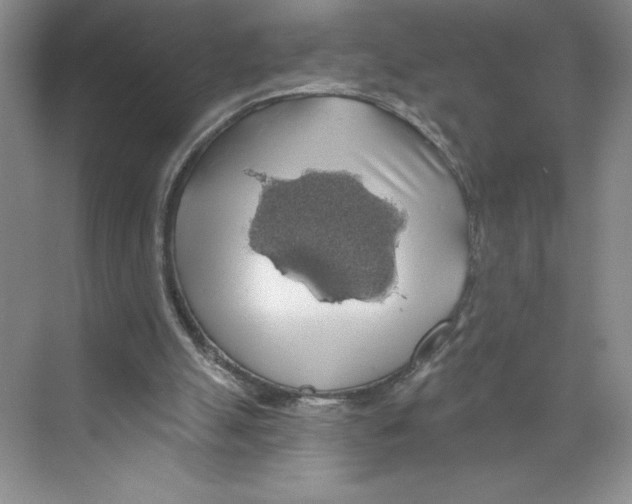 X0000068840055200606021719