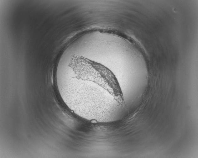 X0000068840062200606021719