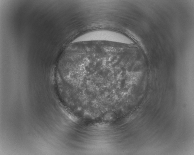 X0000068840065200606021719