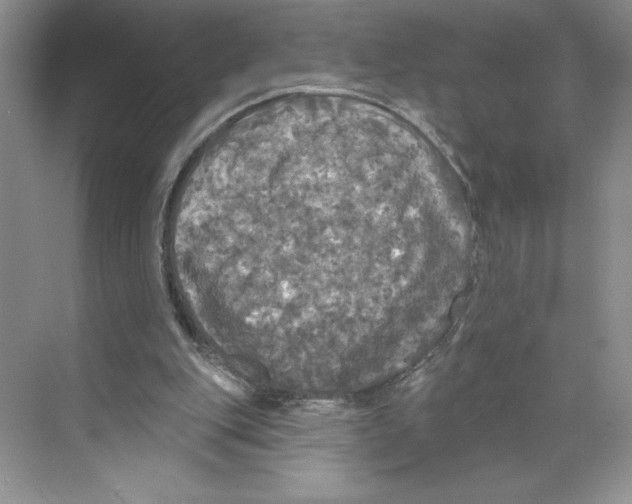 X0000068840151200606021718