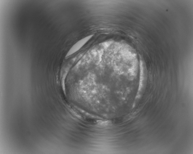 X0000068840185200606021718