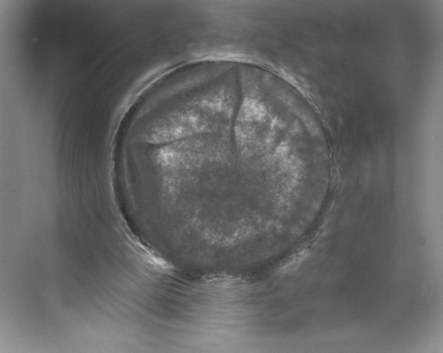 X0000068840199200606021717