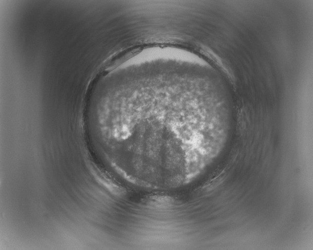 X0000068840203200606021717