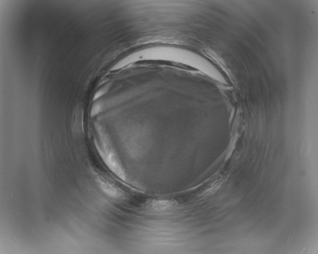 X0000068840205200606021717