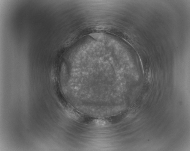 X0000068840272200606021716