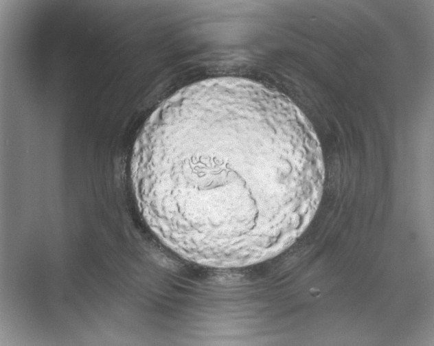 X0000068840278200606021717