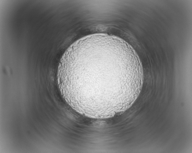 X0000068840374200606021715