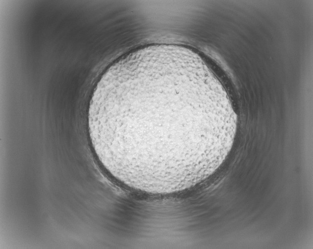 X0000068840433200606021713