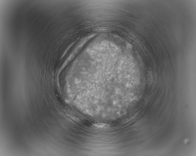 X0000068840557200606021711