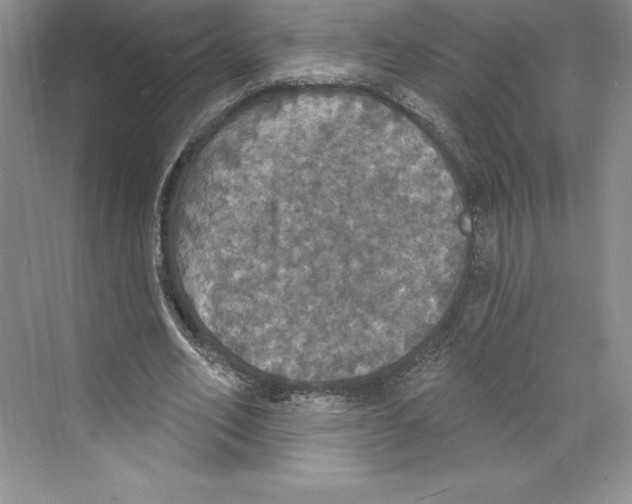 X0000068840582200606021711