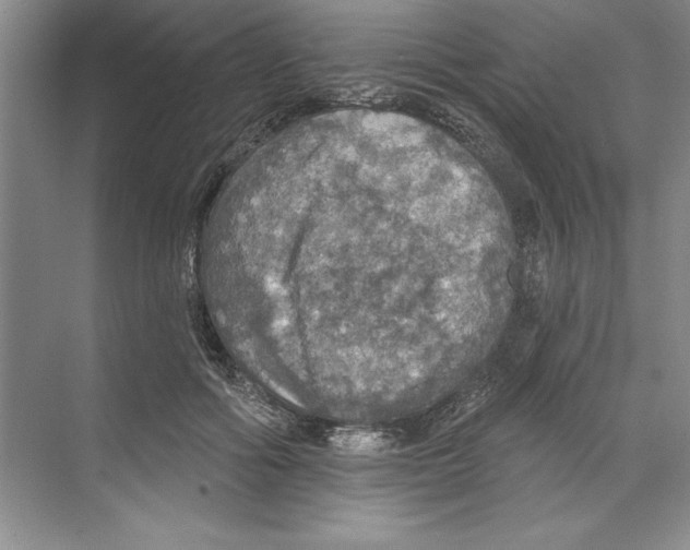 X0000068840602200606021711