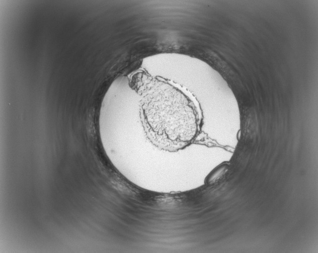 X0000068840616200606021710