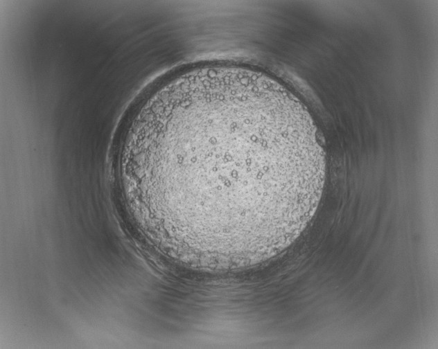 X0000068840628200606021709