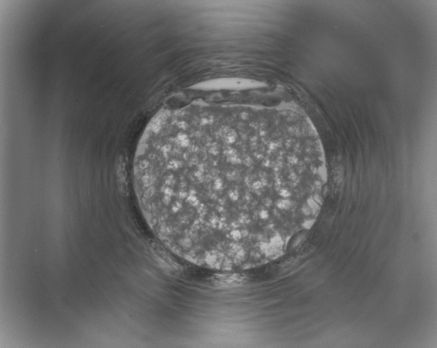 X0000068840667200606021710