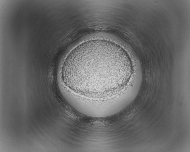 X0000068840697200606021709