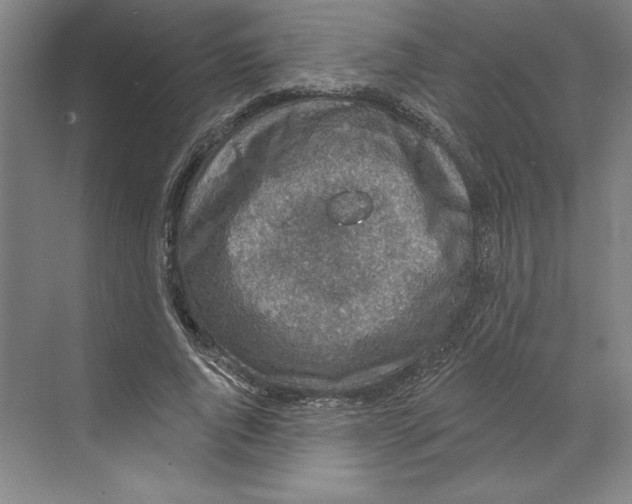 X0000068840736200606021708