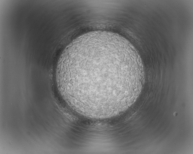 X0000068840737200606021708