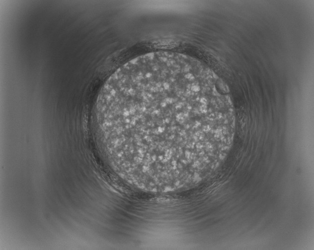 X0000068840745200606021708