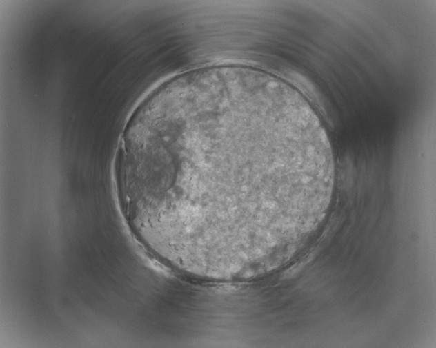 X0000068840814200606021707