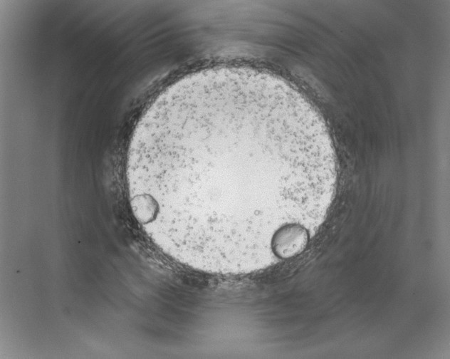 X0000068840824200606021706