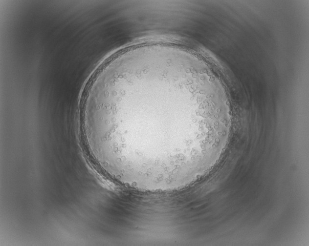 X0000068840836200606021706