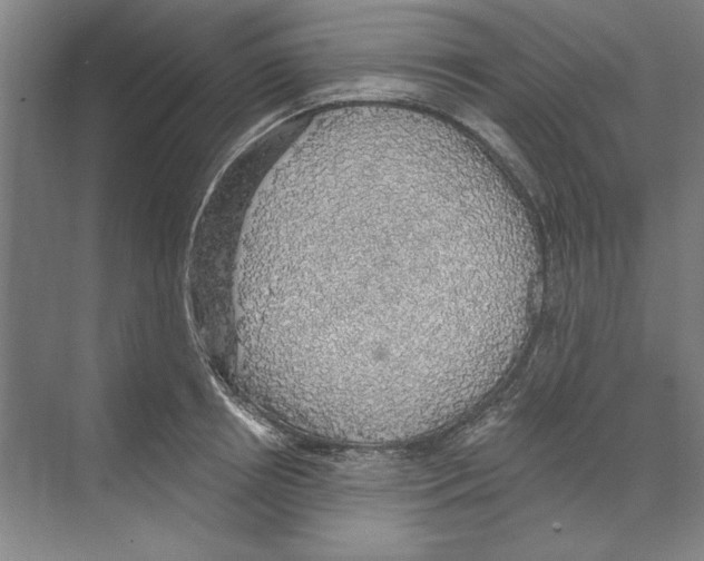 X0000068840850200606021707