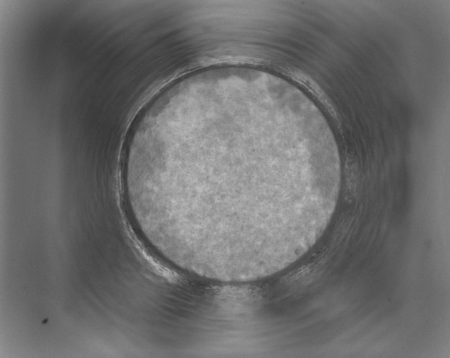 X0000068840890200606021706