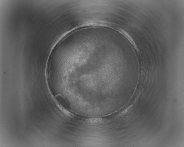 X0000068840893200606021706