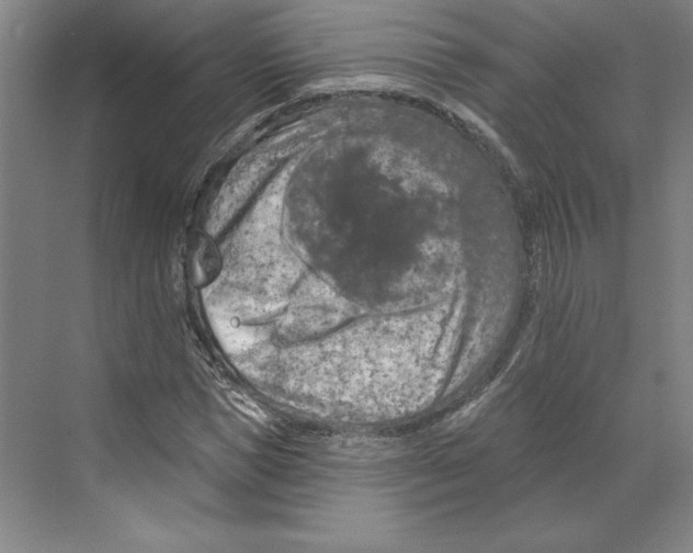 X0000068840921200606021705