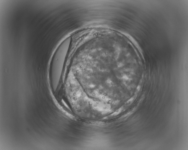 X0000068840957200606021705