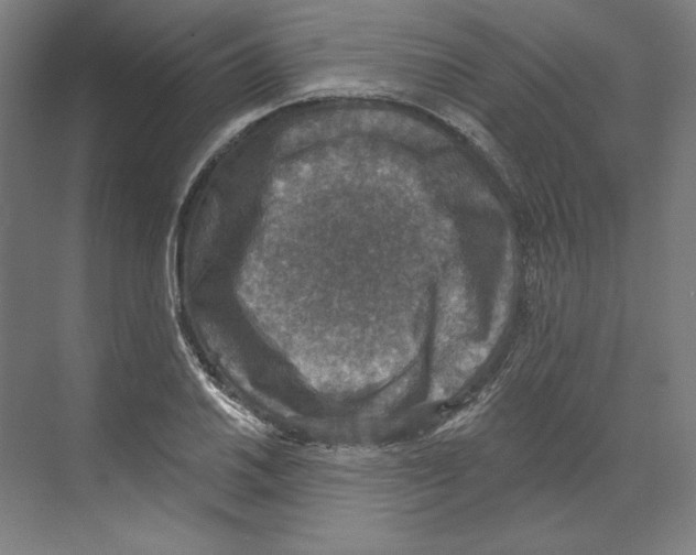 X0000068841030200606021703