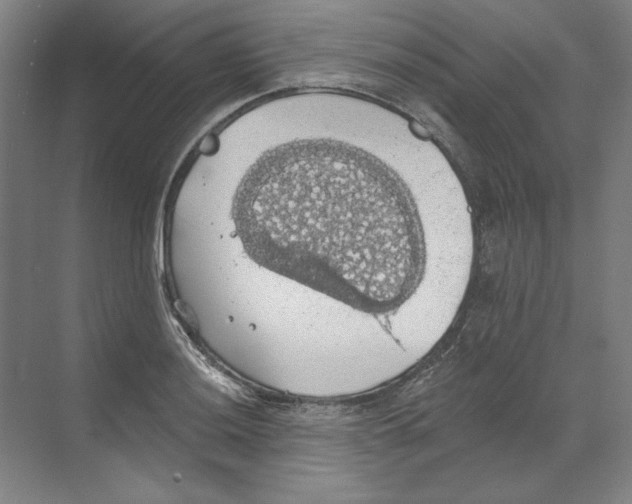 X0000068841036200606021703