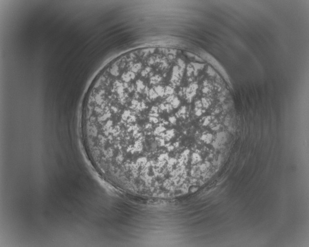 X0000068841099200606021702