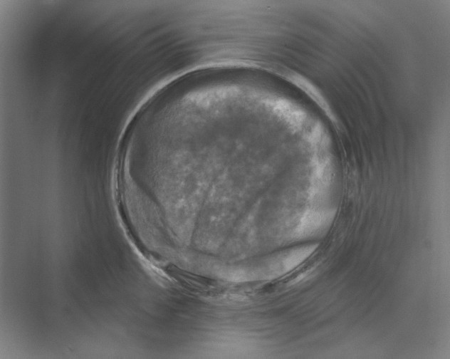 X0000068841101200606021702