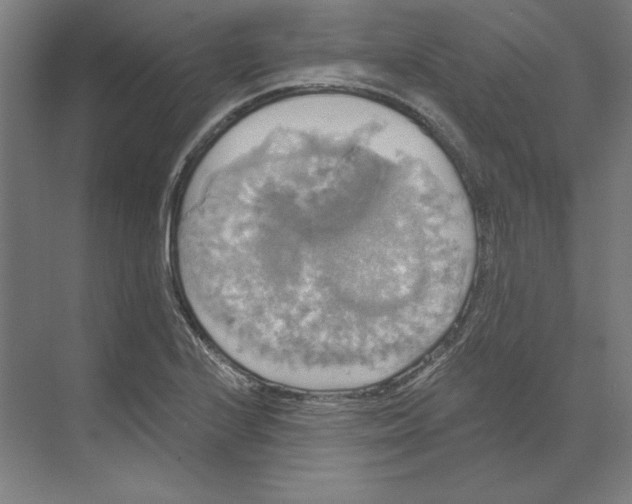 X0000068841224200606021700