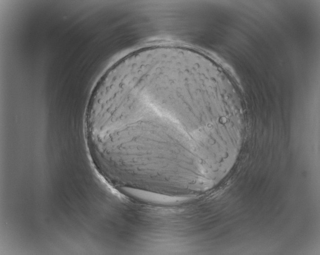 X0000068841239200606021700