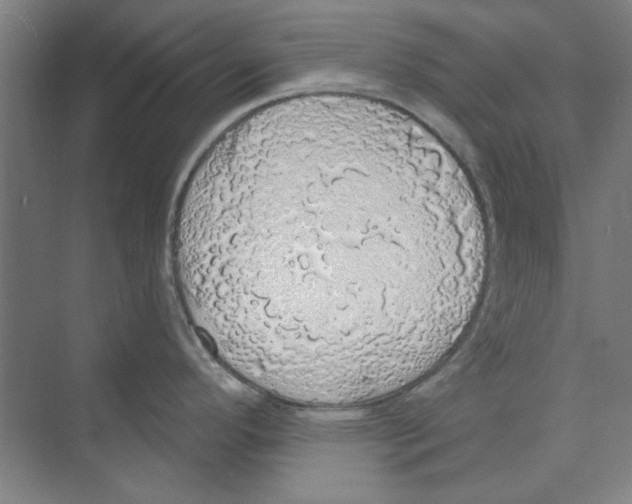 X0000068841296200606021659