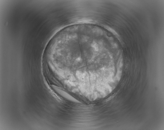 X0000068841423200606021657